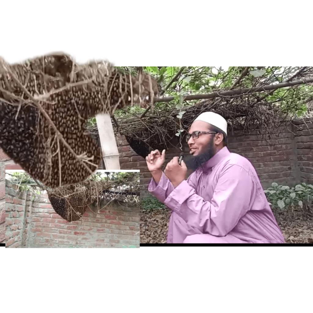 ক্ষুদে মৌমাছি এবং মৌচাক দেখাচ্ছেন ক্বারী আবু বক্কর -নাটোর,&nbsp;রাজশাহী।