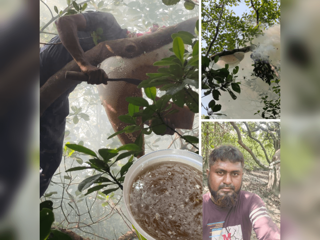 সুন্দরবনের ‘আর্শীবাদ’ খালিসা ফুলের&nbsp;মধু🍯